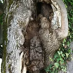 Bio Pichler Διαμέρισμα *