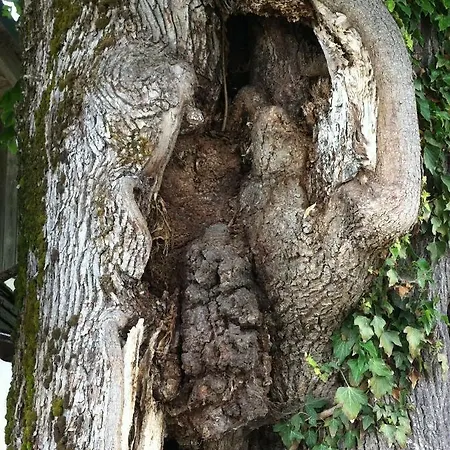 Bio Pichler Apartamento *